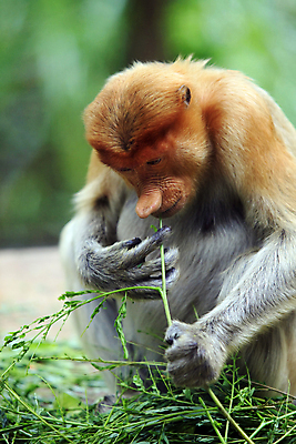 포토 JPG 해외이미지 동물 공원 아시아 야생동물 포유류 동양인 사람없음 원숭이 그룹 숲 큼 열대우림 코 인도네시아 멸종 말레이시아 보호구역 이국적 하렘 해외202004 해외포토 공공시설 나라 인종 신체부위 크기 구역 파일형식 이미지허브