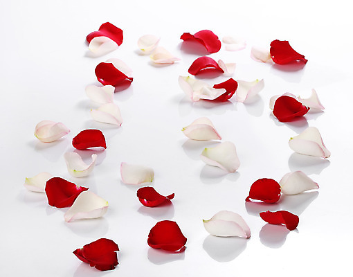 포토 JPG 해외이미지 식물 계절 꽃잎 꽃 백그라운드 꽃무늬 자연 발렌타인데이 사랑 사람없음 빨간색 장미 봄 흰색 신선 흰배경 열정 내추럴 해외202004 해외포토 감정 컬러 무늬 데이이벤트 생태계 파일형식 이미지허브