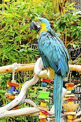 포토 JPG 해외이미지 나무 날개 부분 조류 새로움 대화 사람없음 옆모습 초록색 파란색 반려동물 컬러풀 세계 노란색 검은색 미국 활발 분노 나뭇가지 황무지 황금 숲 큼 열대우림 깃털 꼬리 부리 앵무새 청록색 캘리포니아 남쪽 계산서 강렬 동반자 마카오 발톱 지능 해외202004 해외포토 식물 동물 감정 뷰포인트 컬러 컨셉 북아메리카 발 말하기 크기 방향 파일형식 이미지허브