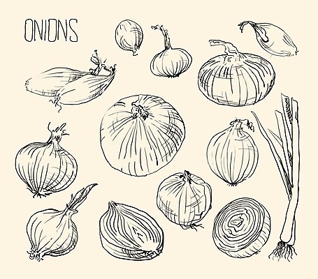 EPS 해외이미지 잡화 음식 조각 백그라운드 다이어트 채소 일러스트 재료 전구 부분 자연 양파 건강 요리 세트 3D 보라색 흰색 신선 반지 양념 그룹 울음 자르기 먹기 허브 향신료 오브젝트 유기농 질감 날것 슬라이스 뿌리 향료 길이 고립 숙성 채식주의자 샬롯 디테일 해외202004 해외일러스트 식물 웰빙 컬러 장신구 모션 표정 디지털합성 생태계 채식 향기 냄새 향미료 파일형식 벡터 이미지허브