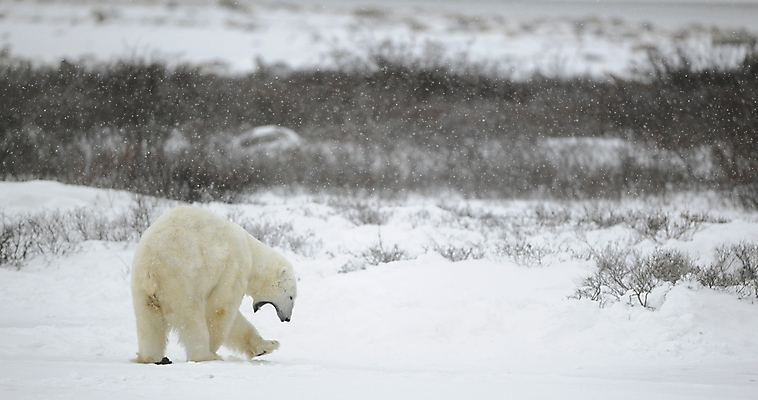 포토 JPG 해외이미지 동물 야생동물 여행 캐나다 겨울 곰 포유류 포옹 자연 날씨 털 사람없음 야외 햇빛 얼음 힘 추위 흰색 나뭇가지 입 위험 큼 북극 러시아 육식동물 하품 봉 북쪽 멸종 솜털 해외202004 해외포토 자연요소 나무 계절 유럽 컬러 컨셉 북아메리카 안기 신체부위 태양 크기 극지방 방향 생태계 생리현상 파일형식 이미지허브