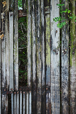 포토 JPG 해외이미지 식물 디자인 외관 벽 백그라운드 패턴 자연 벽지 표면 날씨 바닥 사람없음 목재 장식 울타리 습기 판넬 질감 복고 잡동사니 내추럴 그런지 옛날 진짜 해외202004 해외포토 나무 무늬 재료 담장 생태계 파일형식 이미지허브