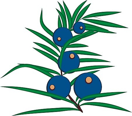 EPS 해외이미지 나무 식물 열매 백그라운드 잎 일러스트 자연 미술 초록색 파란색 세트 약 라벨 화장품 흰색 나뭇가지 신선 허브 아로마 상록수 침엽수 판화 아로마테라피 내추럴 토닉 향나무 해외202004 해외일러스트 컬러 의학 문화예술 프레임 뷰티 생태계 테라피 파일형식 벡터 이미지허브