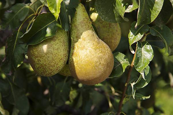포토 JPG 해외이미지 나무 음식 잎 과일 건강 사람없음 초록색 컬러풀 성장 신선 해외202004 해외포토 식물 컬러 파일형식 이미지허브