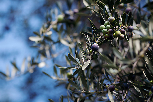 포토 JPG 해외이미지 나무 식물 음식 잎 밭 농업 과일 재료 자연 유리 건강 사람없음 야외 초록색 태양 노란색 맑음 수확 나뭇가지 신선 스페인 황금 선택 맛 지중해 올리브 날것 아로마 영양 숙성 채식주의자 핸드메이드 해외202004 해외포토 자연요소 열매 유럽 산업 바다 컬러 컨셉 재질 날씨 생태계 채식 파일형식 이미지허브