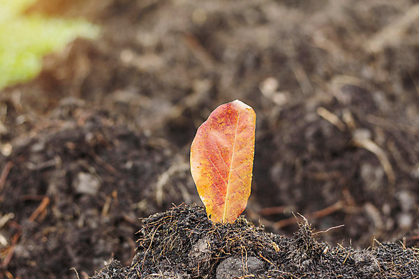 포토 JPG 해외이미지 식물 계절 공원 백그라운드 잎 오렌지 자연 건조 사람없음 물 여름 햇빛 갈색 노란색 정원 봄 젖음 가을 물방울 시골 숲 땅 원예 내추럴 땅바닥 전경 해외202004 해외포토 자연요소 공공시설 컬러 과일 바닥 풍경 취미 태양 생태계 파일형식 탑뷰 이미지허브