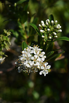 포토 JPG 해외이미지 식물 꽃 잎 자연 사람없음 야외 초록색 정원 흰색 닫기 해외202004 해외포토 컬러 모션 생태계 파일형식 이미지허브