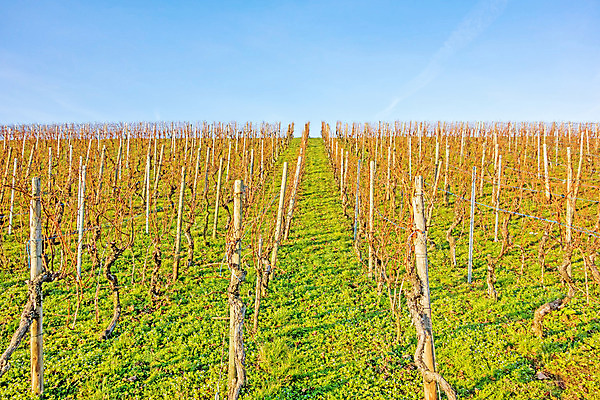 포토 JPG 해외이미지 나무 식물 계절 산업 음식 여행 밭 농업 과일 자연 하늘 포도 풍경 사람없음 야외 초록색 여름 농작물 태양 농장 일출 와인 계곡 일몰 봄 프랑스 수확 성장 가을 시골 신선 포도밭 포도나무 메를로 양조장 줄서기 해외202004 해외포토 자연요소 유럽 컬러 모션 주류 노을 과일나무 생태계 파일형식 이미지허브