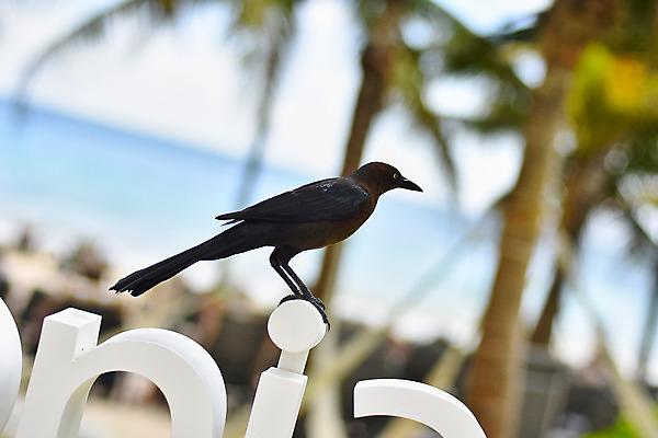 포토 JPG 해외이미지 동물 야생동물 포즈 자연 조류 휴식 멕시코 사람없음 검은색 육식동물 까마귀 해외202004 해외포토 컬러 컨셉 북아메리카 생태계 파일형식 이미지허브