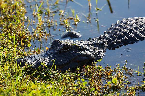 포토 JPG 해외이미지 동물 야생동물 파충류 자연 생물 국립공원 사람없음 초록색 물 강 머리 미국 입 닫기 치아 위험 큼 피부 묘사 눈금 도마뱀 육식동물 악어 공격적 플로리다 해외202004 해외포토 자연요소 공원 컬러 컨셉 북아메리카 모션 신체부위 소화기관 크기 생태계 파일형식 이미지허브