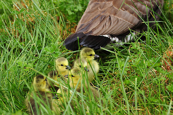 포토 JPG 해외이미지 주간 1 응시 야생동물 어린이 캐나다 가족 자연 조류 새로움 오리 병아리 사람없음 야외 가로 초록색 노란색 머리 쌓기 봄 육아 자녀 아기 작음 깃털 싱글 부드러움 거위 솜털 내추럴 돌봄 해외202004 해외포토 자연요소 동물 시선 계절 컬러 컨셉 북아메리카 관계 모션 사람 신체부위 감각 크기 생태계 파일형식 이미지허브