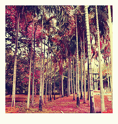 포토 JPG 해외이미지 나무 식물 계절 공원 음식 잎 농업 오렌지 과일 자연 손바닥 씨앗 사람없음 야외 빨간색 초록색 농장 정원 봄 견과류 신선 닫기 숲 다발 묘사 유기농 복고 나무껍질 내추럴 숙성 해외202004 해외포토 손 웰빙 공공시설 산업 컬러 모션 껍질 생태계 파일형식 이미지허브