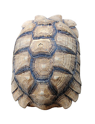 포토 JPG 해외이미지 동물 선 백그라운드 무늬 패턴 모션 자연 벽지 주택 사람없음 덮개 껍질 닫기 거북이 보호 피부 묘사 질감 서식 눈금 느림 거인 내추럴 등딱지 어려움 옛날 규칙적 해외202004 해외포토 컨셉 파충류 건물 신체부위 뚜껑 생태계 파일형식 이미지허브