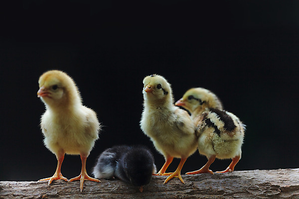 포토 JPG 해외이미지 식물 동물 디자인 계절 공원 꽃 백그라운드 잎 밭 노래 가족 자연 조류 추상 부활절 새로움 병아리 미술 풍경 사람없음 초록색 여름 빛 컬러풀 태양 정원 맑음 치킨 놀람 아기 신선 그룹 만족 내추럴 해외202004 해외포토 자연요소 공공시설 기념일 감정 음악 컬러 컨셉 무늬 농업 관계 날씨 문화예술 표정 사람 생태계 닭고기요리 파일형식 이미지허브