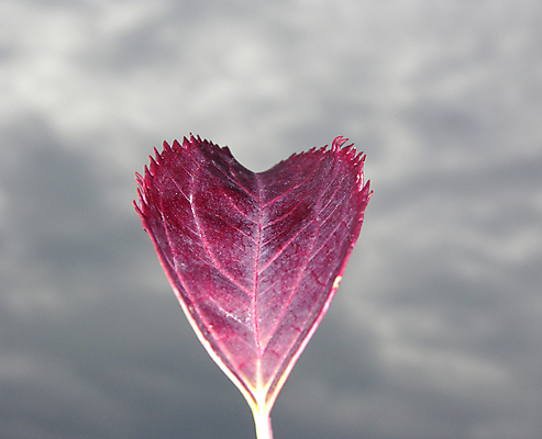 포토 JPG 해외이미지 식물 백그라운드 잎 자연 하늘 사람없음 빨간색 회색 가을 전경 해외202004 해외포토 계절 컬러 풍경 생태계 파일형식 탑뷰 이미지허브