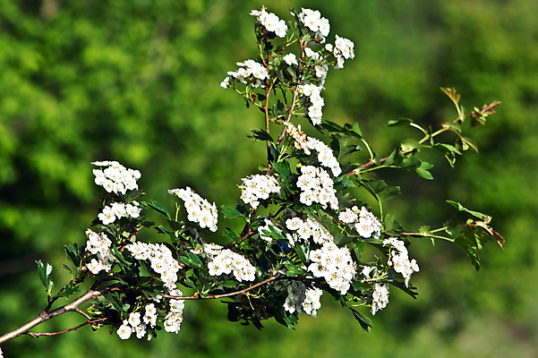 포토 JPG 해외이미지 식물 꽃 종이 꽃무늬 자연 사람없음 초록색 정원 벚꽃 나뭇가지 관목 그림 우표 옛날 해외202004 해외포토 나무 컬러 무늬 생태계 파일형식 이미지허브