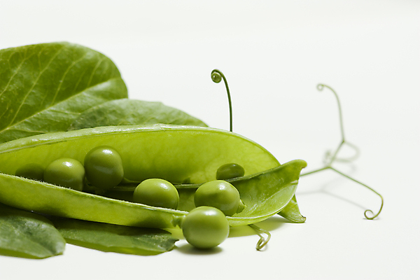 포토 JPG 해외이미지 음식 채소 자연 건강 사람없음 초록색 정원 흰색 신선 완두콩 고립 해외202004 해외포토 컬러 콩 생태계 파일형식 이미지허브
