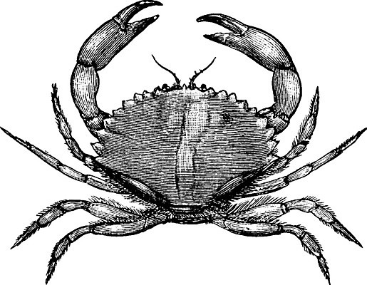 EPS 해외이미지 선 바다 일러스트 바닥 미술 검은색 수확 게 흰색 그림 캘리포니아 판화 해외202004 해외일러스트 컬러 농업 문화예술 갑각류 미국 파일형식 벡터 이미지허브