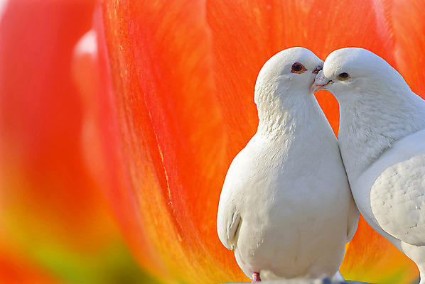 포토 JPG 해외이미지 동물 꽃 날개 자연 조류 사랑 사람없음 빨간색 평화 희망 봄 흰색 우아함 순수 깃털 비둘기 가벼움 신앙심 해외202004 해외포토 식물 계절 감정 컬러 컨셉 무게 생태계 파일형식 이미지허브