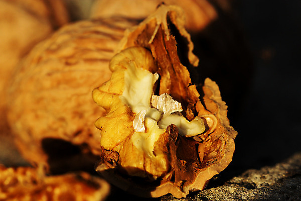 포토 JPG 해외이미지 식물 라이프스타일 음료 음식 백그라운드 패턴 채소 과일 재료 부분 자연 벽지 건조 건강 씨앗 사람없음 목재 가로 약 갈색 견과류 가을 흰색 오픈 그룹 아침식사 먹기 허브 가득함 향신료 오브젝트 상쾌 유기농 질감 날것 호두 흙더미 찌그러짐 고립 깨짐 꼬투리 해외202004 해외포토 나무 웰빙 계절 감정 컬러 컨셉 무늬 의학 모션 생활 식사 흙 생태계 향미료 파일형식 더미 이미지허브