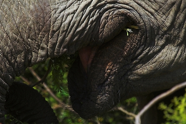 포토 JPG 해외이미지 식물 동물 야생동물 여행 신체 포유류 아프리카 자연 초식동물 코끼리 사람없음 머리 힘 황무지 위험 큼 사파리 꼬리 귀 부드러움 5 상아 멸종 거인 남아프리카 동물상 몬스터 원정 해외202004 해외포토 나라 컨셉 신체부위 조형물 숫자 감각 크기 생태계 파일형식 이미지허브