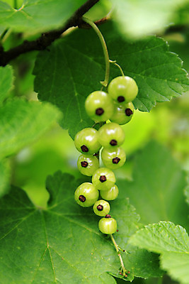 포토 JPG 해외이미지 열매 음식 잎 사람없음 초록색 정원 나뭇가지 저녁 채식 건포도 해외202004 해외포토 나무 식물 컬러 포도 야간 건과일 파일형식 이미지허브