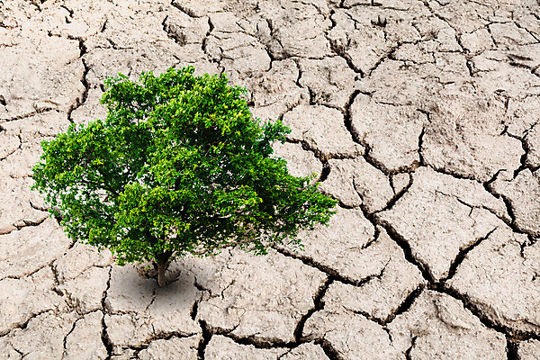 포토 JPG 해외이미지 나무 식물 계절 지구 백그라운드 잎 패턴 추상 건조 풍경 사람없음 야외 목재 초록색 여름 갈색 환경 정원 검은색 흙 봄 사막 성장 흰색 나뭇가지 죽음 뜨거움 황무지 균열 땅 모래언덕 언덕 싱글 먼지 점토 진흙 가뭄 내추럴 땅바닥 생태학 옛날 재앙 그리너리 해외202004 해외포토 교육 컬러 무늬 재료 모션 날씨 바닥 파일형식 트랜드컬러 이미지허브