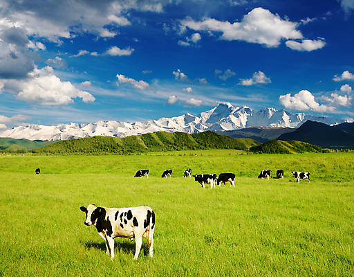 포토 JPG 해외이미지 주간 풍경 사람없음 야외 농경지 맑음 가축 목장 시골 소 송아지 해외202004 해외포토 자연요소 동물 새끼 포유류 날씨 농장 파일형식 이미지허브