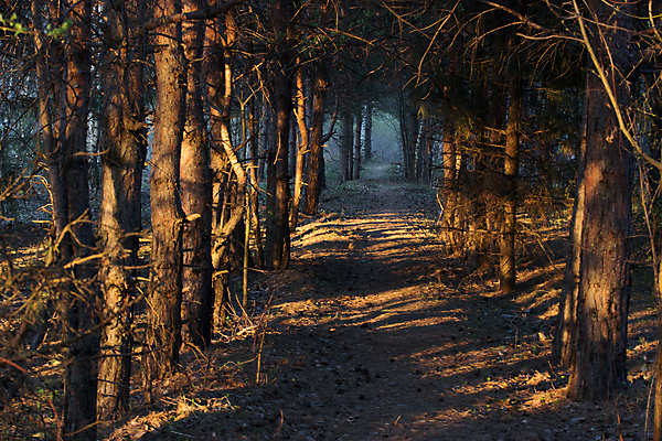 포토 JPG 해외이미지 나무 계절 공원 도로 길 백그라운드 잎 오렌지 자국 자연 벽지 아침 동화 휴식 풍경 사람없음 야외 목재 가로 빨간색 파란색 빛 노란색 환경 새벽 산책 하이킹 할로윈 추위 안개 광선 가을 터널 숲 신비 오솔길 기적 장면 공상 방법 뿌연 해외202004 해외포토 주간 자연요소 식물 공공시설 컬러 컨셉 과일 재료 교통시설 레저 날씨 생태계 파일형식 이미지허브