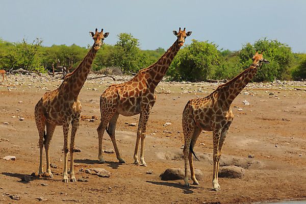 포토 JPG 해외이미지 동물 구름 야생동물 여행 아프리카 자연 하늘 파노라마 국립공원 풍경 사람없음 물 파란색 군중 사파리 나미비아 사바나 해외202004 해외포토 자연요소 공원 나라 컬러 촬영기법 사람 생태계 남아프리카 파일형식 이미지허브