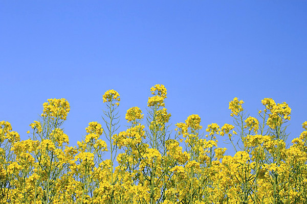 포토 JPG 해외이미지 구름 꽃 백그라운드 밭 농업 자연 하늘 씨앗 풍경 사람없음 초록색 파란색 농작물 농장 농경지 성장 유채 밭일 카놀라 해외202004 해외포토 자연요소 식물 산업 컬러 생태계 파일형식 이미지허브