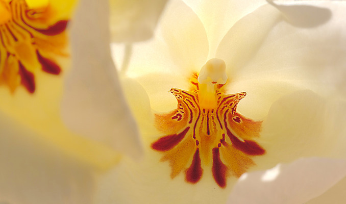 포토 JPG 해외이미지 식물 꽃잎 꽃 화초 선 백그라운드 꽃무늬 자연 실내 사람없음 빨간색 여름 흰색 난초 닫기 질감 이국적 해외202004 해외포토 계절 컬러 무늬 모션 내부 생태계 파일형식 이미지허브