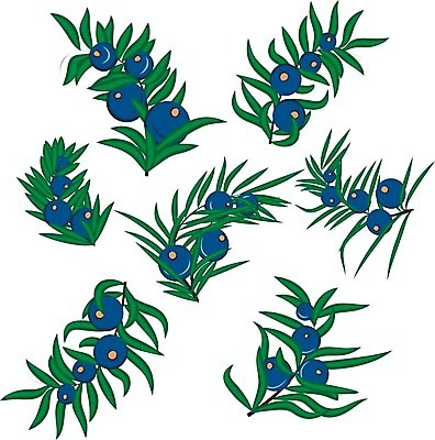 EPS 해외이미지 나무 식물 열매 백그라운드 잎 일러스트 자연 미술 초록색 파란색 세트 약 라벨 화장품 흰색 나뭇가지 신선 허브 아로마 상록수 침엽수 판화 아로마테라피 내추럴 토닉 향나무 해외202004 해외일러스트 컬러 의학 문화예술 프레임 뷰티 생태계 테라피 파일형식 벡터 이미지허브