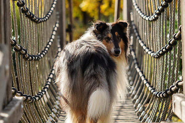 포토 JPG 해외이미지 동물 긴머리 공원 행복 장난 가족 자연 털 사람없음 야외 여름 반려동물 달리기 갈색 검은색 흰색 양치기 개 기르기 복종 지능 해외202004 해외포토 직업 헤어스타일 계절 공공시설 감정 컬러 포유류 관계 모션 생태계 돌봄 파일형식 이미지허브
