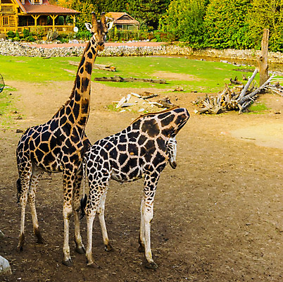 포토 JPG 해외이미지 동물 커플 여자 남자 포유류 아프리카 함께함 동물원 종류 사랑 성인 사람없음 빨간색 쌍 기린 사파리 신분 멸종 우간다 이국적 인기 목차 해외202004 해외포토 감정 나라 컬러 컨셉 관계 사람 파일형식 이미지허브