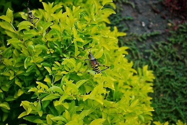 포토 JPG 해외이미지 동물 곤충 백그라운드 잎 자연 이집트 사람없음 초록색 농작물 흰색 해충 메뚜기 철새 고립 해외202004 해외포토 식물 컬러 농업 아프리카 조류 벌레 생태계 파일형식 이미지허브
