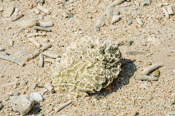 포토 JPG 해외이미지 식물 동물 디자인 모래 바다 여행 백그라운드 패턴 태국 자연 추상 휴가 조개 연체동물 나선형 어류 사람없음 장식 여름 수중 수확 껍질 흰색 죽음 거친 산호 작음 수집 오브젝트 질감 암초 한조각 내추럴 해외202004 해외포토 1 계절 아시아 컬러 무늬 농업 어패류 무척추동물 수중동물 자포동물 크기 생태계 파일형식 이미지허브