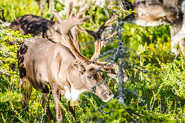 포토 JPG 해외이미지 나무 동물 공원 야생동물 여행 자연 사슴 뿔 핀란드 풍경 사람없음 야외 여름 추위 원형 황무지 숲 북극 북쪽 순록 해외202004 해외포토 도형 식물 계절 공공시설 포유류 북유럽 극지방 방향 생태계 파일형식 이미지허브