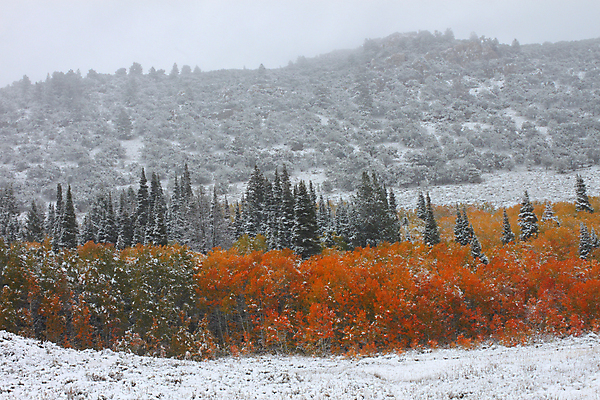 포토 JPG 해외이미지 나무 식물 공원 여행 백그라운드 겨울 자연 날씨 풍경 사람없음 야외 환경 미국 추위 가을 흰색 소나무 황무지 티켓 숲 속도 장면 지역 서식지 내추럴 생태학 전국 폭설 해외202004 해외포토 계절 공공시설 교육 컬러 북아메리카 눈_날씨 자연재해 생태계 파일형식 이미지허브