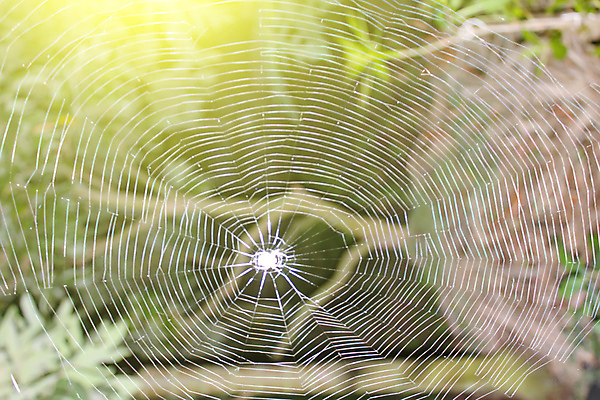 포토 JPG 해외이미지 동물 디자인 야생동물 곤충 백그라운드 컨셉 패턴 일러스트 자연 아침 사람없음 야외 그래픽 물 여름 빛 노란색 정원 검은색 웹 어둠 봄 할로윈 가을 흰색 물방울 원형 그물 네트워크 위험 큼 무서움 크리스탈 실크 묘사 질감 거미 올가미 내추럴 고립 그런지 엘리먼트 오싹 해외202004 해외포토 주간 자연요소 도형 계절 감정 컬러 무늬 인터넷 직물 크기 광석 생태계 파일형식 이미지허브