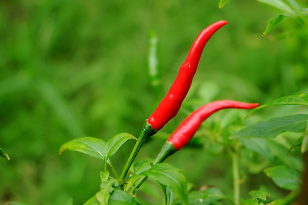 포토 JPG 해외이미지 나무 식물 음식 잎 농업 채소 자연 고추 피망 건강 사람없음 빨간색 초록색 농장 정원 맑음 수확 성장 신선 뜨거움 맛 향신료 유기농 원예 매움 후추 내추럴 오리지널 해외202004 해외포토 웰빙 산업 컬러 컨셉 날씨 취미 생태계 향미료 파일형식 이미지허브