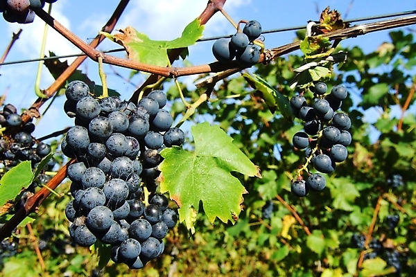 포토 JPG 해외이미지 식물 사람없음 포도밭 포도나무 해외202004 해외포토 밭 과일나무 파일형식 이미지허브