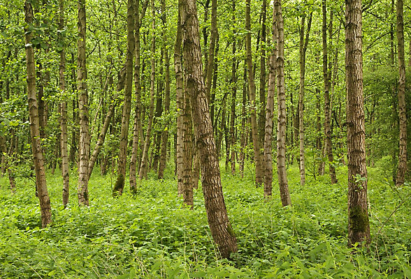 포토 JPG 해외이미지 나무 식물 자연 사람없음 초록색 봄 숲 해외202004 해외포토 계절 컬러 생태계 파일형식 이미지허브