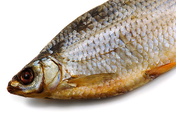 포토 JPG 해외이미지 1 전통 음식 백그라운드 건조 건강 어류 사람없음 빨간색 머리 흰색 먹기 준비 상쾌 눈금 훈제 점심식사 고립 스카우트 절임 짠맛 해외202004 해외포토 감정 컬러 모션 신체부위 식사 수중동물 맛 파일형식 이미지허브