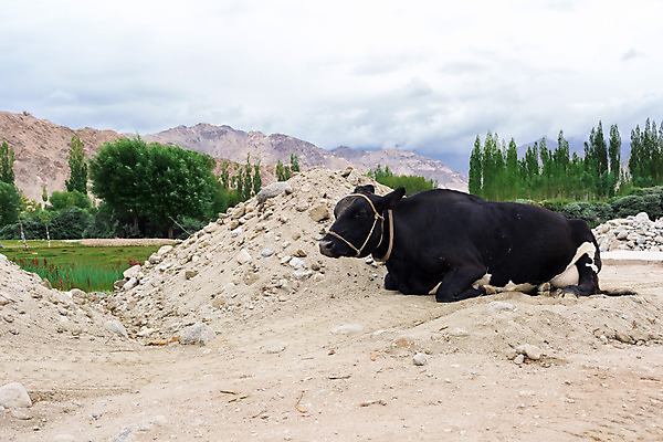 포토 JPG 해외이미지 동물 아시아 여행 밭 산 풍경 사람없음 초록색 관광지 소 내추럴 찰과상 해외202004 해외포토 나라 컬러 농업 포유류 상처 파일형식 이미지허브