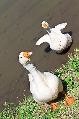 포토 JPG 해외이미지 동물 커플 응시 시선 백그라운드 2 밭 농업 오렌지 자연 조류 잔디 사람없음 야외 초록색 농장 갈색 흰색 시골 닫기 볏짚 깃털 호기심 부리 목 거위 솜털 밭일 많음 해외202004 해외포토 식물 감정 산업 컬러 컨셉 과일 관계 모션 신체부위 짚 생태계 파일형식 이미지허브