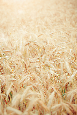 포토 JPG 해외이미지 계절 음식 빵 백그라운드 밭 농업 자연 옥수수 사람없음 초록색 환경 빵집 수확 성장 시골 신선 낟알 시리얼 밀 해외202004 해외포토 산업 컬러 곡류 상점 생태계 파일형식 이미지허브