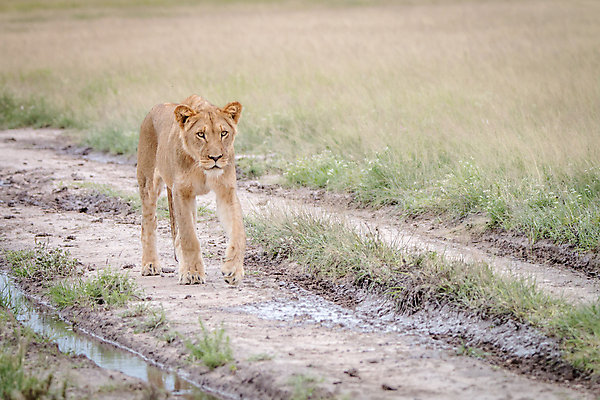 포토 JPG 해외이미지 동물 야생동물 여행 포유류 아프리카 자연 생물 털 사람없음 환경 고양이 힘 분노 황무지 위험 사자 큼 왕 모피 사파리 리더 육식동물 사냥꾼 멸종 사자자리 표범 내추럴 사바나 웅장함 해외202004 해외포토 직업 감정 나라 컨셉 반려동물 별자리 크기 생태계 파일형식 이미지허브