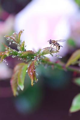 포토 JPG 해외이미지 식물 곤충 잎 사람없음 세로 초록색 장미 정원 말벌 해외202004 해외포토 동물 꽃 컬러 벌_곤충 파일형식 이미지허브