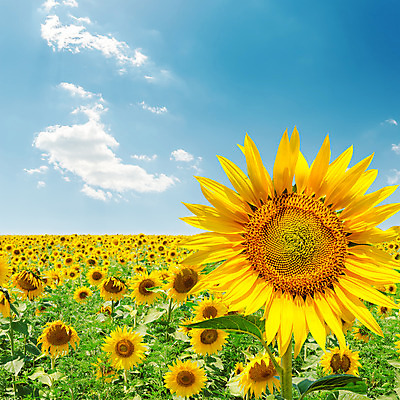 포토 JPG 해외이미지 구름 백그라운드 꽃밭 하늘 해바라기 사람없음 노란색 활발 해외202004 해외포토 자연요소 꽃 컬러 컨셉 파일형식 이미지허브